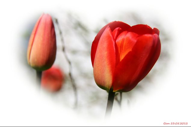 Denne vakre tulipanen symboliserer den vakre sommerdagen vi hadde i dag.
Foto: G.E. Martinsen