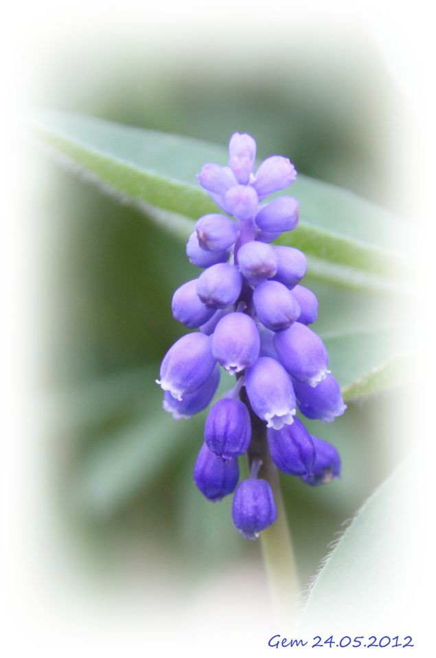 Som ved et trylleslag dukker disse søte små blå perleblomstene opp i blomsterbedene blant andre større blomster. De har en fin farge
Foto: G.E. Martinsen