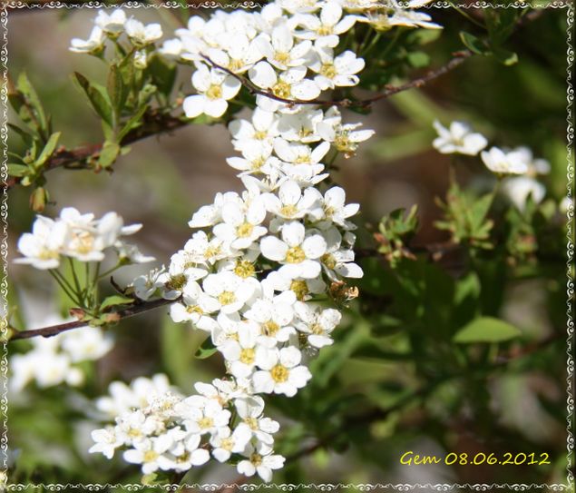 Brudespirea Grefsheim
Spiraea x cinerea 'Grefsheim'
Tett voksende buske, overhengende grener. Hvite blomster i tette klaser i mai til juni. 
Kan bli ca 1,5 m.
Foto: G.E. Martinsen