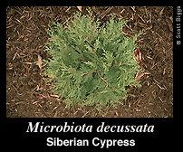 Plantet ut 5 slike Microbiota decussata i dag 23.8.2012
Bilde lastet fra nettet