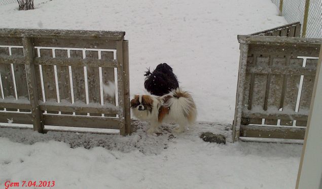 Lady og Fanny er så glad i den hvite snøen som drysser ned i dag :-)