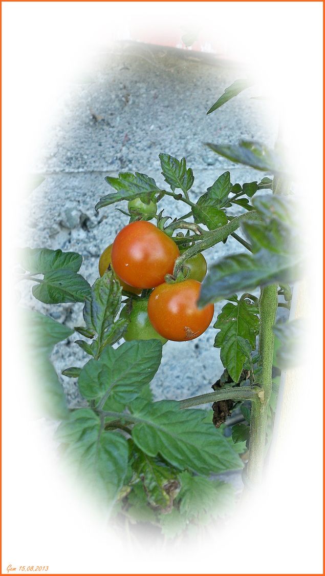 

15.08.2013
Tidligere i sommer ble fire visne små tomatplanter plantet ved siden av garasjen. De har for så vidt levd et kummerlig liv der. I dag oppdaget jeg to nesten modne tomater. Gøy!