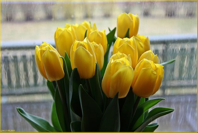 Deilige gule tulipaner på en palmesøndag 13. april 2014
Godt med regn i bakgrunnen :-)