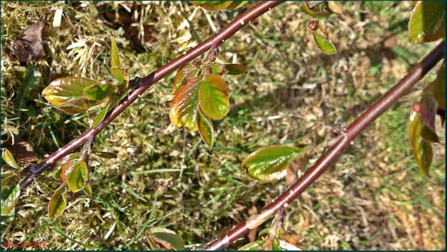 Små blader på søtmispel-busken 23. april 2014
8 grader + klokka 10:00