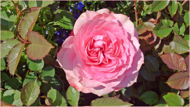 13.7.2014: Rose fra blomsterbedet vårt!