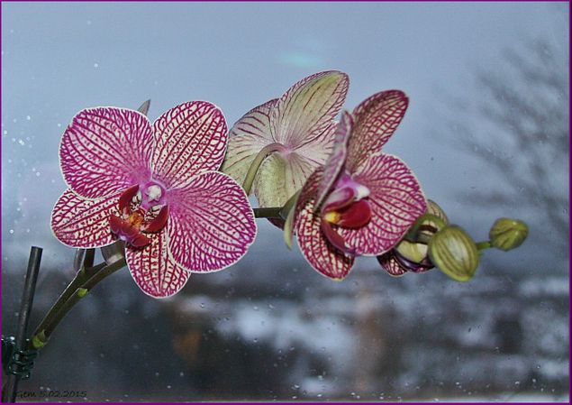 5.02.2015: Nydelig orkide fått i gave av Unni