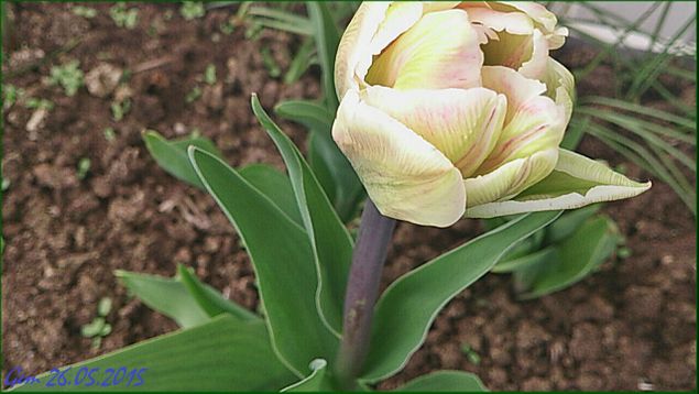26.05.2015:
Tulipan fra løk plantet høsten 2014 :-)