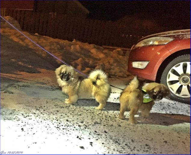 Ingeborg og jeg gikk en tur med hundene ned til Botngård sentrum i kveld. Her titter Bernard og Bianca fram foran en bil. Det snør litt i ettermiddag og kveld. 