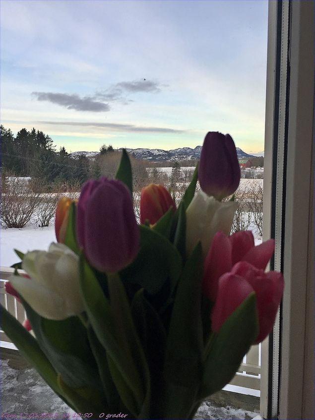 Kay gav meg disse vakre tulipanene i går. Sikkert tegn på at vi går  mot vår og lysere tider. Tusen takk! I dag er det 0 grader og nesten vindstille. Godt det etter flere dager med storm fra Sibir.