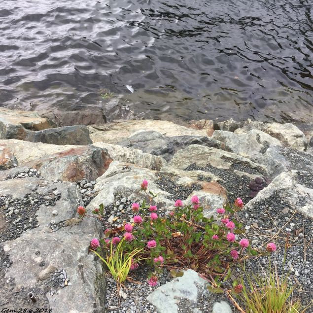 Man finner motiver over alt, bare en ser seg rundt :-) Her falt valget på kløverplanten som klorer seg fast i sjøkanten på hurtigbårkaia i Trondheim