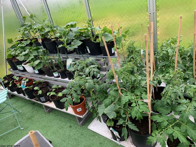 Tomatplantene stortrives og endelig ser det ut til at auberginer-plantene også har festet grepet :-) (nederst til venstre) Purreløken (midt på) håper vi også vil overleve 