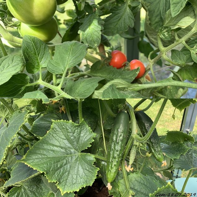 Velsmakende tomater og agurk har langsomt begynt å modne