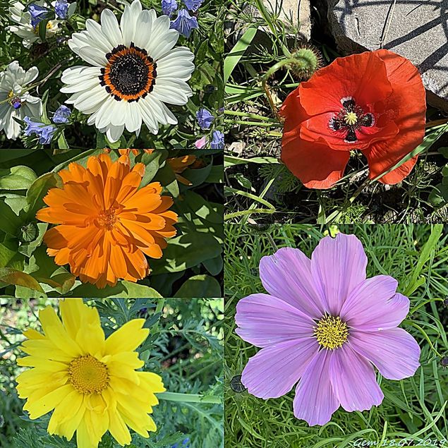 Herlig å se alle de vakre fargene som etter hvert dukker opp i blomsterbedene :-) Nå har sommeren endelig satt seg med 23 grader i dag. I går lå temperaturen på 18 grader