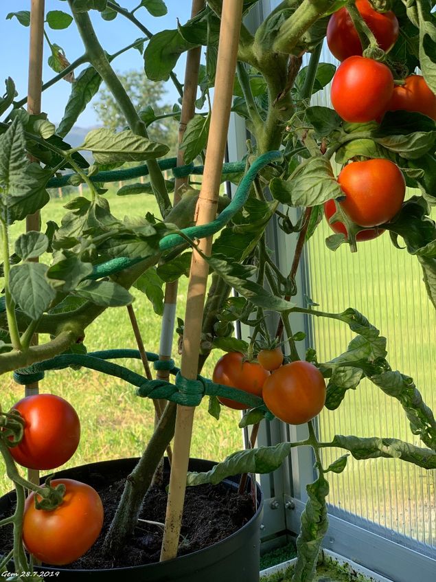 Tomater modnes fort i det flotte varme været vi har for tiden. Disse henger på en av to tomatplanter kjøpt på Felleskjøpet. De vi sådde, er ikke modne ennå. Men de kommer sikkert etter hvert de også.