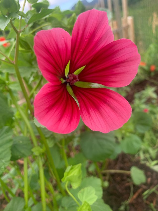 Nydelig farve på en vakker blomst. Ettårig denne