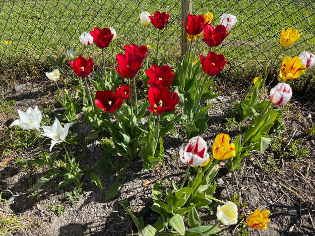Mange flotte tulipaner i bedet. Vi har vært så uheldig å ha fått 'ugresset' skvalderkål i den andre av bedet i år. Har behandlet denne delen med rund-dup som er et ugrasmiddel